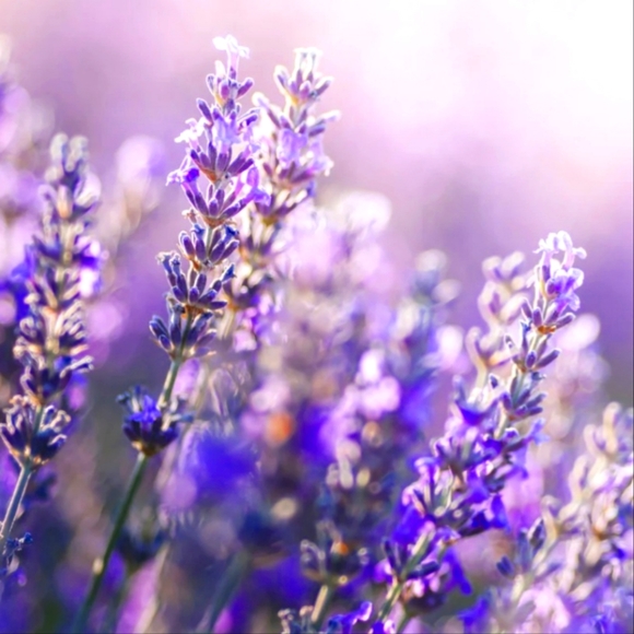 Meet your Posher - Picture 1 of 1